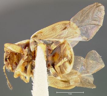 Media type: image;   Entomology 24944 Aspect: habitus ventral view
